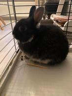 Lief Konijn rammetje, Dieren en Toebehoren, Konijnen, Mannelijk