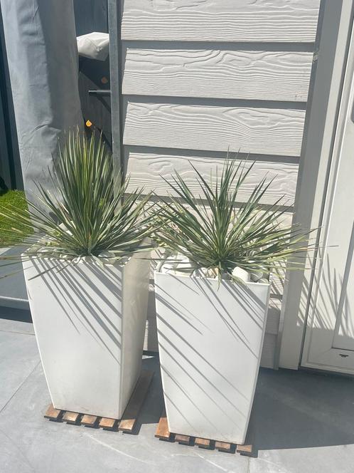 Yucca rostrata, Tuin en Terras, Bloembakken en Plantenbakken, Zo goed als nieuw, Kunststof, Minder dan 60 cm, Rond, Ophalen