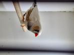 Koppel maskergrijs, Meerdere dieren, Tropenvogel, Geringd