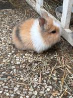 Jong konijntje, Dieren en Toebehoren, Konijnen, Mannelijk, Dwerg, 0 tot 2 jaar