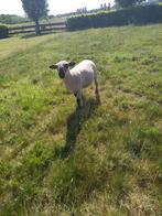 Raszuivere overjarige hamshire down ram, Mannelijk, Schaap