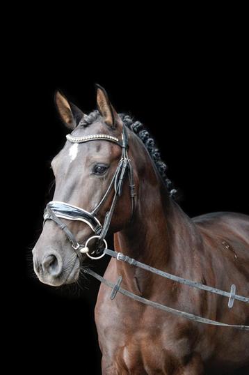 Brave 6 jarige D pony merrie beschikbaar voor biedingen