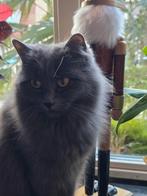 Lieve ragdoll poes, Poes