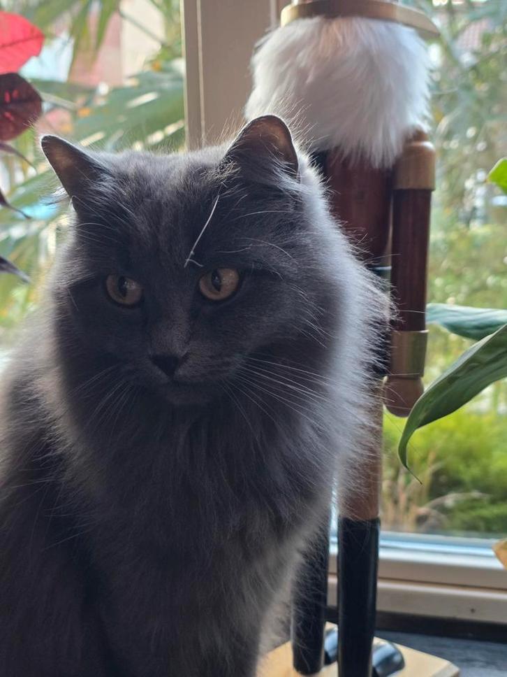 Lieve ragdoll poes, Dieren en Toebehoren, Katten en Kittens | Raskatten | Langhaar, Poes