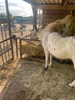 Te koop ezel merrie, Dieren en Toebehoren, Vrouwelijk, Voor 1 juli 2024