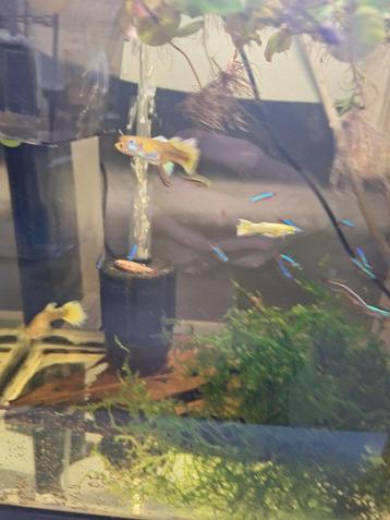 Guppys 24k gold/goud beschikbaar voor biedingen