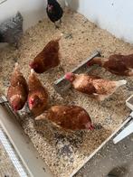 Jonge legkippen, Dieren en Toebehoren, Vrouwelijk, Kip