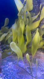 Caulerpa prolifera zeewier voor zeeaquarium, Overige typen, Zoutwatervis