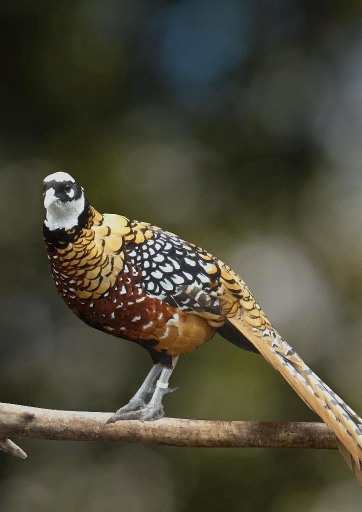 Koningsfazanten | Sierlijke fazant met lange staart!, Dieren en Toebehoren, Pluimvee, Overige soorten, Meerdere dieren