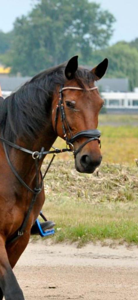Mooi hoofdstel maat full, Dieren en Toebehoren, Paarden en Pony's | Hoofdstellen en Tuigage, Zo goed als nieuw, Dressuur, Ophalen of Verzenden