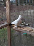 Oriental frill meeuwen(man), Dieren en Toebehoren, Mannelijk, Overige soorten