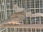 Kuifkwartel man, Dieren en Toebehoren, Vogels | Overige Vogels, Mannelijk, Tropenvogel