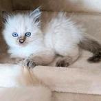 Raszuivere Ragdoll kittens blue point / cream point !, Meerdere dieren, Gechipt, 0 tot 2 jaar