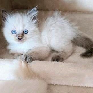 Raszuivere Ragdoll kittens blue point / cream point !, Dieren en Toebehoren, Katten en Kittens | Raskatten | Langhaar, Meerdere dieren