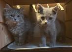 Samen sinterklaas kerst vieren lieve kitten Britse korthaar, Dieren en Toebehoren, Katten en Kittens | Raskatten | Langhaar, Kater