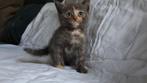 Kitten kruising britse korthaar, heilige birmaan&main coon, Dieren en Toebehoren, Katten en Kittens | Overige Katten, Kater