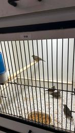 Koppel vuurvinken, Dieren en Toebehoren, Vogels | Overige Vogels, Meerdere dieren, Tropenvogel, Geringd