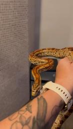 Koppel rattenslang, Dieren en Toebehoren, 0 tot 2 jaar