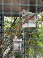 3 zebra vinken 2 pop 1 mannetje met eitjes, Dieren en Toebehoren, Meerdere dieren, Tropenvogel