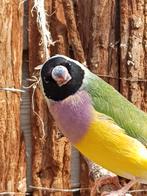 Gouldamedine Pop, Dieren en Toebehoren, Vogels | Overige Vogels, Vrouwelijk, Geringd