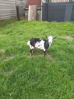 leuke dwerggeiten, Dieren en Toebehoren, Schapen, Geiten en Varkens, Meerdere dieren, Geit, 0 tot 2 jaar