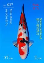 Sakai Sanke Japense koi Karper, Karper of Koi