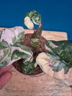 Alocasia Yutacan Princess p10 (2), Ophalen of Verzenden, Halfschaduw, Minder dan 100 cm