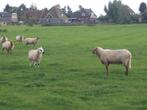 Dekram, Dieren en Toebehoren, Mannelijk, Schaap, 0 tot 2 jaar