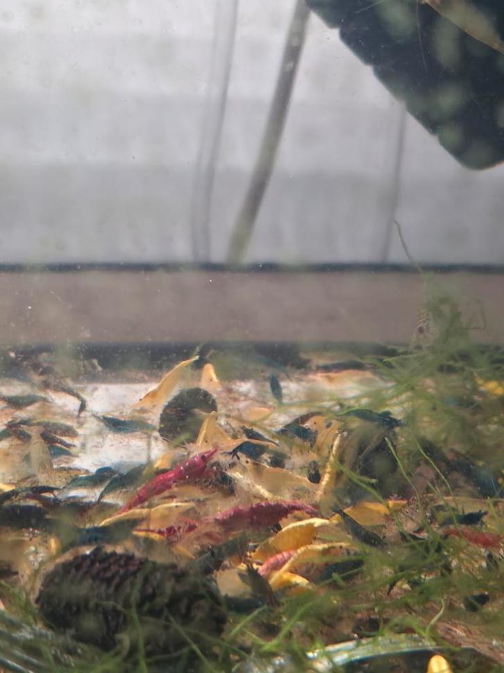 Neocaridina mix, Dieren en Toebehoren, Vissen | Aquariumvissen, Kreeft, Krab of Garnaal