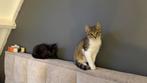 Twee kittens te koop, Dieren en Toebehoren, Katten en Kittens | Overige Katten, Meerdere dieren, Kortharig, 0 tot 2 jaar