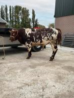 Te koop stamboek verbeterd roodbont dikbil stier, Dieren en Toebehoren, Mannelijk