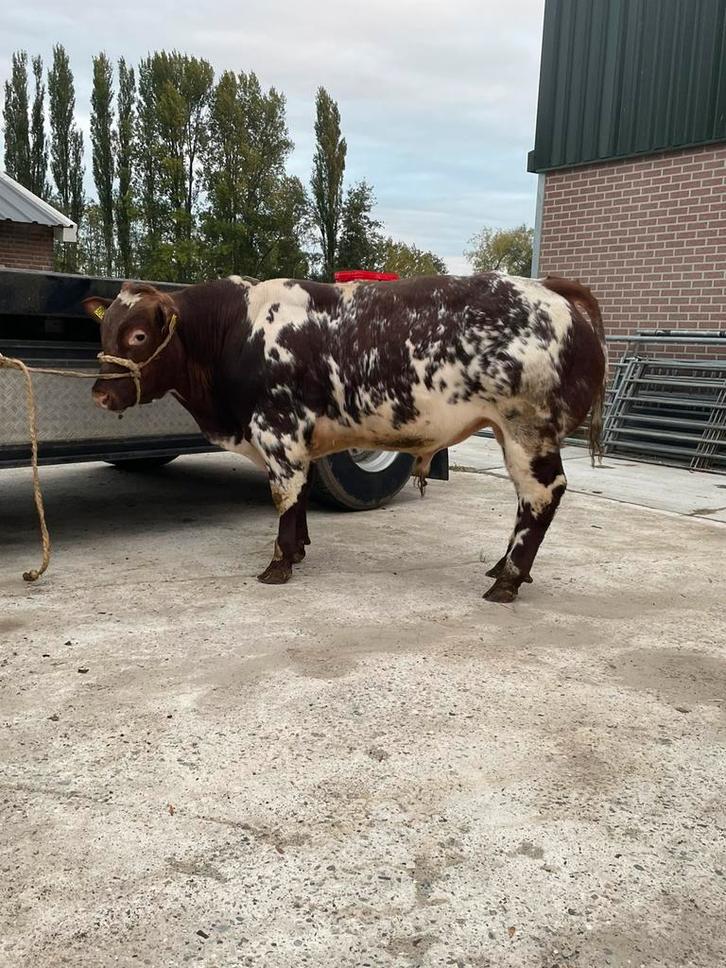 Te koop stamboek verbeterd roodbont dikbil stier, Dieren en Toebehoren, Runderen, Mannelijk