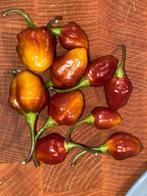 Biologische peperzaden exclusieve soorten €1,50 per 10 zaden, Ophalen of Verzenden, Voorjaar, Volle zon, Zaad