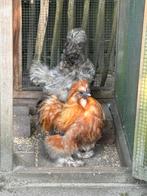 Hen en haan (zijdehoen), Dieren en Toebehoren, Pluimvee, Meerdere dieren, Kip