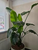 Prachtige Strelitzia Nicolaï op hydro, echt een eyecatcher!, Ophalen, Overige soorten