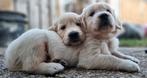 Wij zijn op zoek naar een gastgezin(nen)., Golden retriever, Nederland, Rabiës (hondsdolheid), 8 tot 15 weken