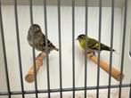Koppel sijzen wildkleur/ivoor x ivoor 2023, Meerdere dieren, Wildzangvogel, Geringd