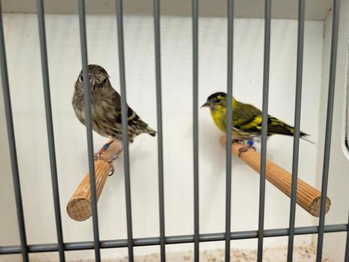 Koppel sijzen wildkleur/ivoor x ivoor 2023, Dieren en Toebehoren, Vogels | Overige Vogels, Wildzangvogel, Meerdere dieren, Tam