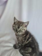 Black Smoke Britse Korthaar Kitten – Silvan, Dieren en Toebehoren, Katten en Kittens | Raskatten | Korthaar, Kater, Gechipt, 0 tot 2 jaar
