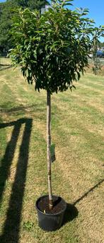 Portugese Laurier op stam 180 cm, Tuin en Terras, Planten | Bomen, Ophalen, Halfschaduw, 100 tot 250 cm
