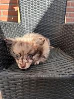 Prachtige pomchi pups mogen direct mee., Dieren en Toebehoren, Honden | Chihuahua's en Gezelschapshonden, Overige rassen, 8 tot 15 weken