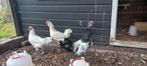 Hanen, Dieren en Toebehoren, Pluimvee, Mannelijk, Kip