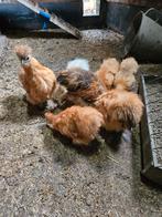 Zijdehoen hennetjes, Dieren en Toebehoren, Pluimvee, Vrouwelijk, Kip