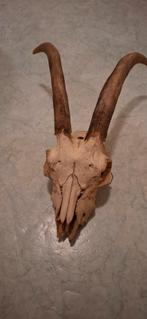 Geiten schedel, Ophalen of Verzenden, Zo goed als nieuw, Boerderijdier, Schedel