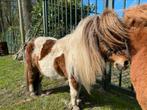 Shetlander merrie 85cm, Onbeleerd, Hengst, 0 tot 2 jaar, A pony (tot 1.17m)