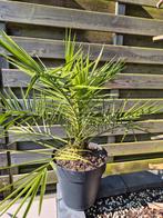 Palm Canarische dadelpalm Phoenix Canariensis, Ophalen, Overige soorten, Minder dan 100 cm