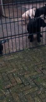 Labradoodle f3 x Labrador zwart blond Doodle poodle, Dieren en Toebehoren, Overige rassen, CDV (hondenziekte), 8 tot 15 weken