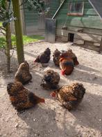 Cochin kriel goud-zwartgezoomd broedeieren, Geslacht onbekend, Kip