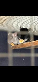 Chinchillas - chinchilla's, Dieren en Toebehoren, Chinchilla, Vrouwelijk, Mei, Tam