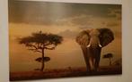 Olifant Masai Mara Print op MDF - 90x60cm, Ophalen, 50 tot 75 cm, 50 tot 75 cm, Print